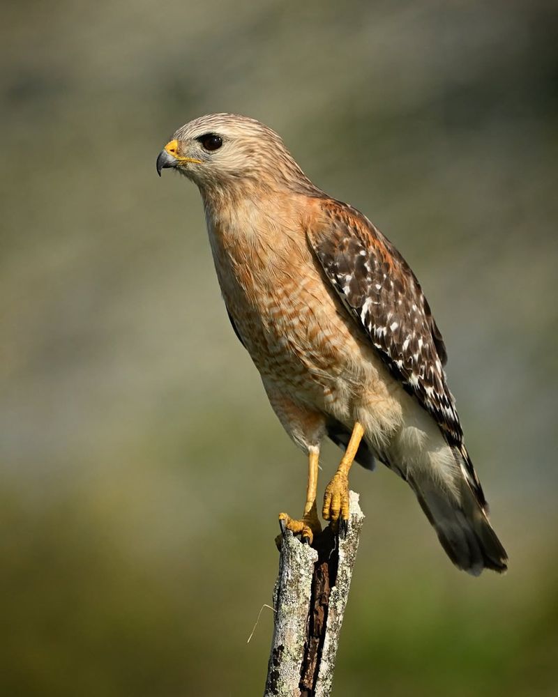 Red-shouldered Hawk