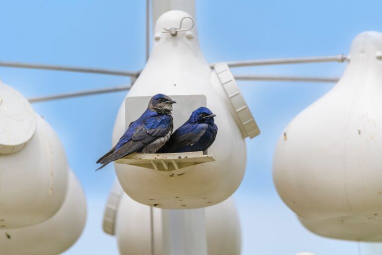 A pair of purple martins