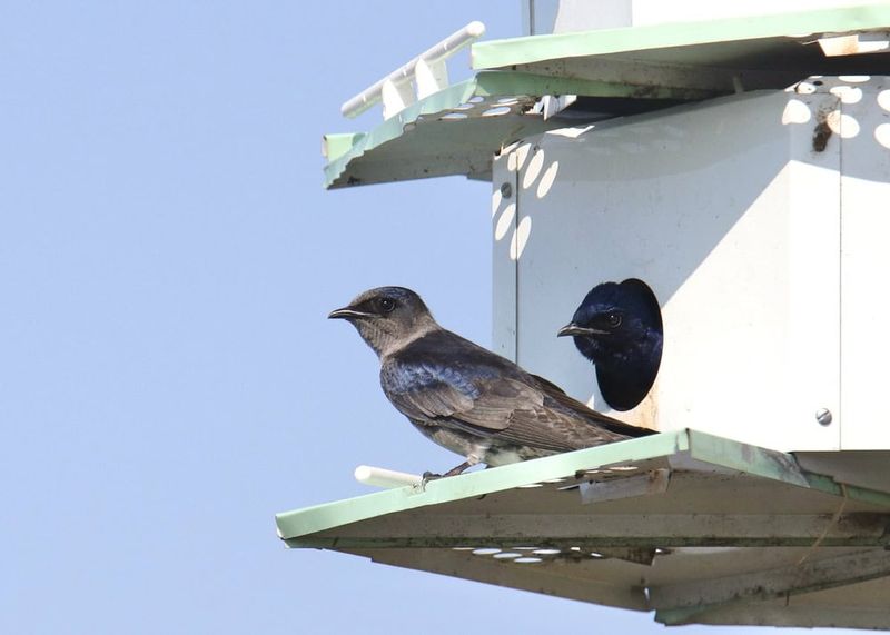 Install Housing That Martins Love