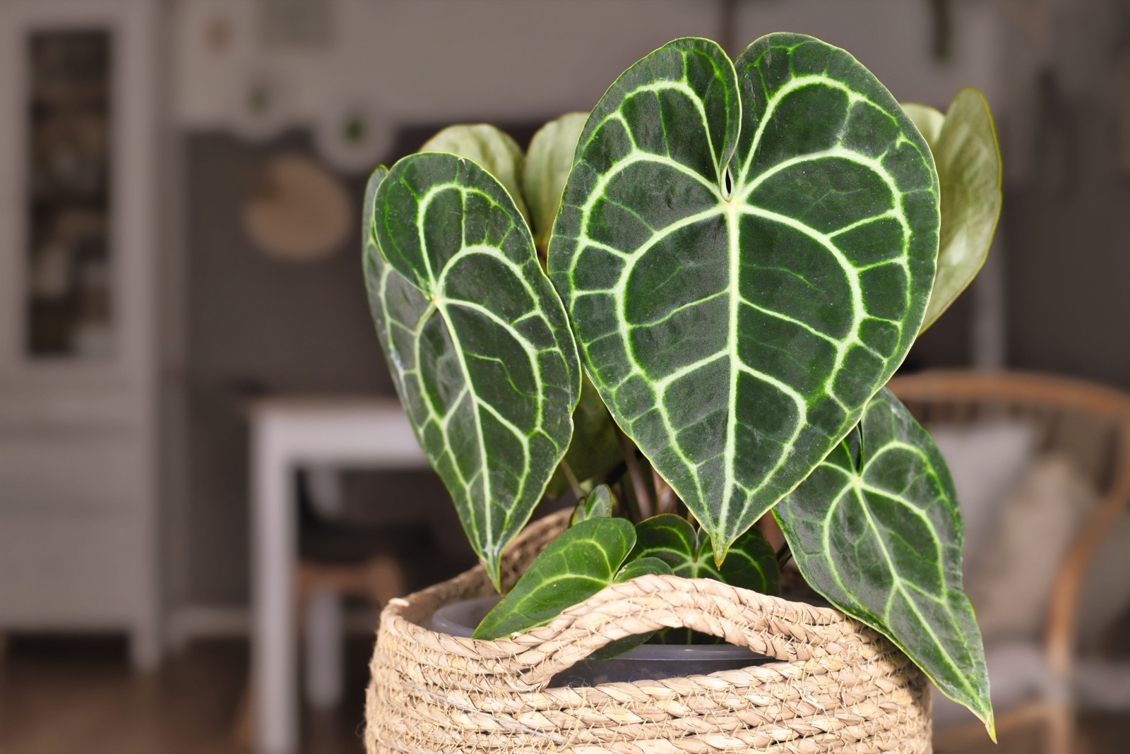 10 Rare Houseplants Found In Grandma’s Oregon Home That Could Be Worth A Lot