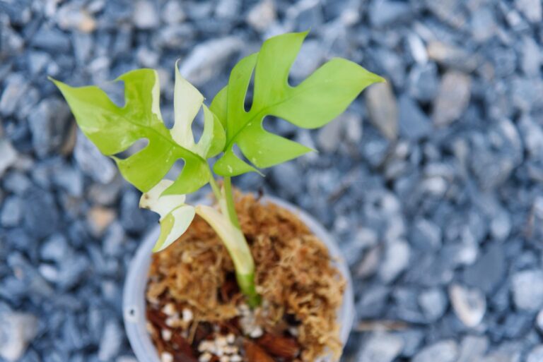Raphidophora tetrasperma variegated in the pot