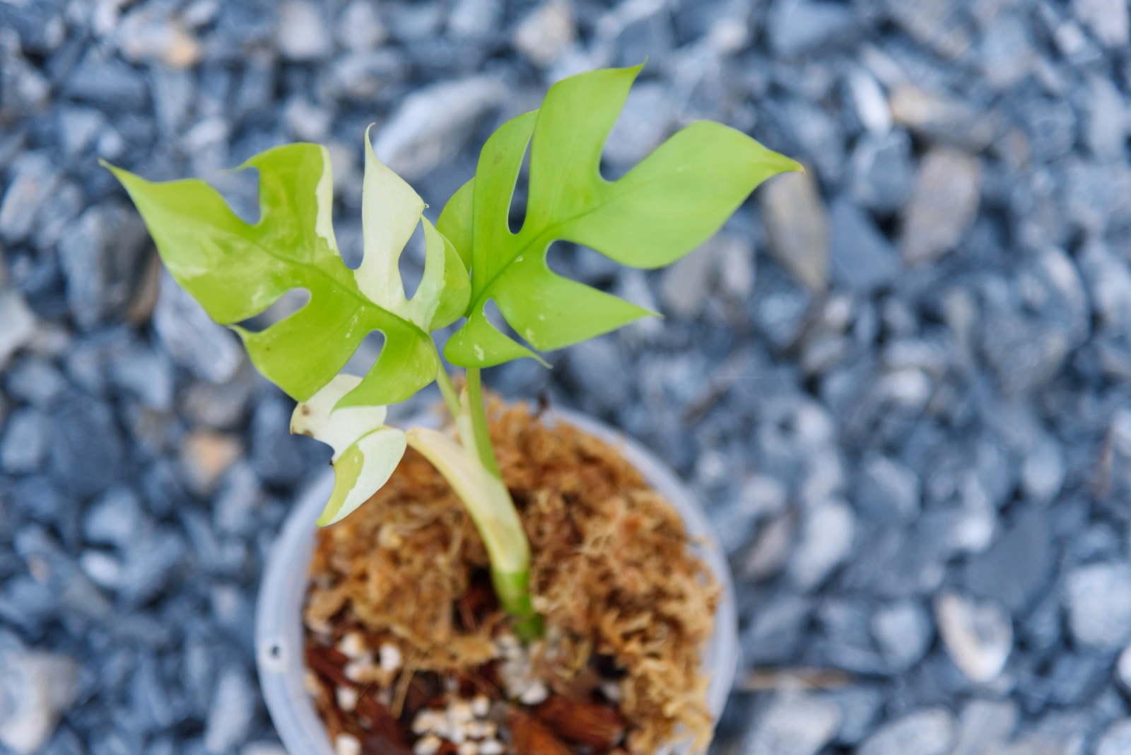 10 Rare Houseplants Grandma Grew In New York That Are Worth Big Money Today