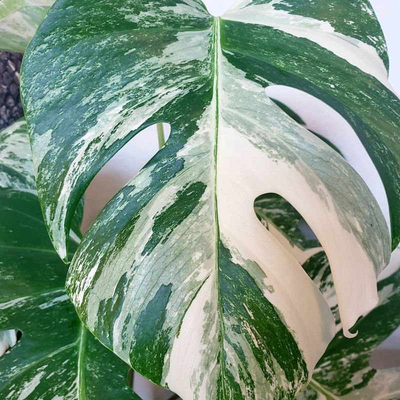 Monstera Deliciosa Albo Variegata