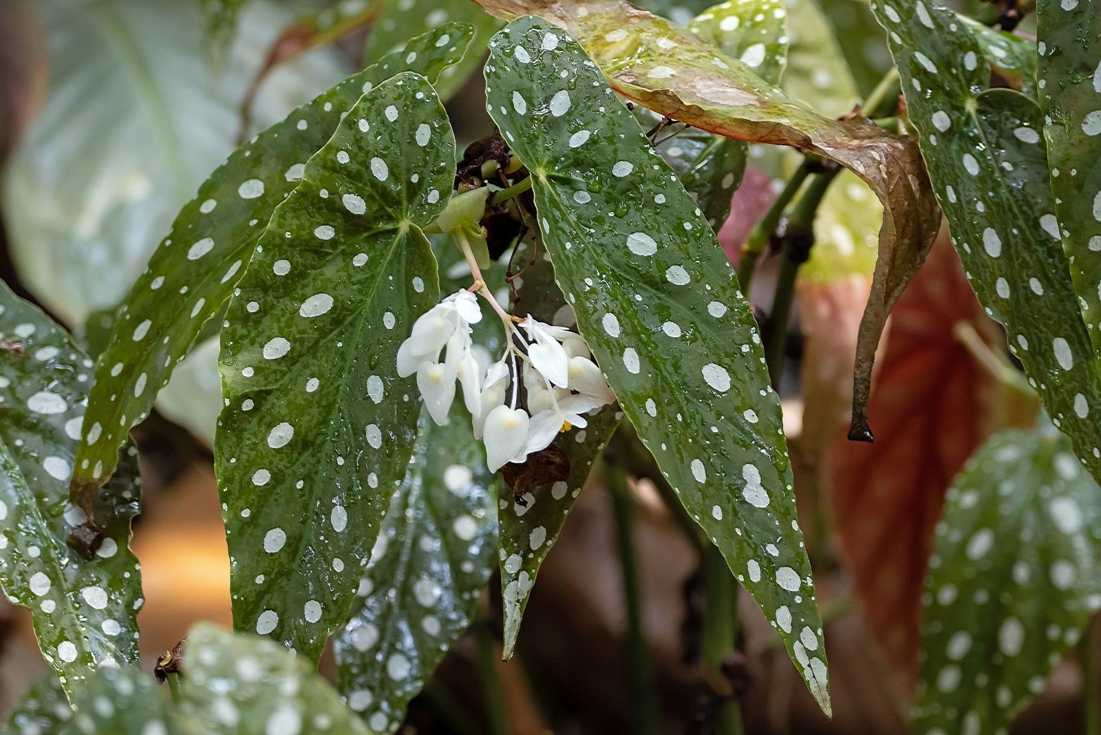 10 Rare Houseplants In Florida Grandma’s Home That Might Be Valuable