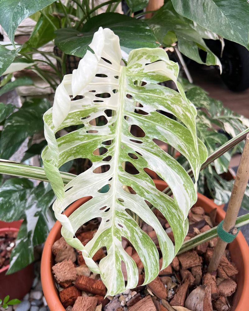Monstera Deliciosa Variegata