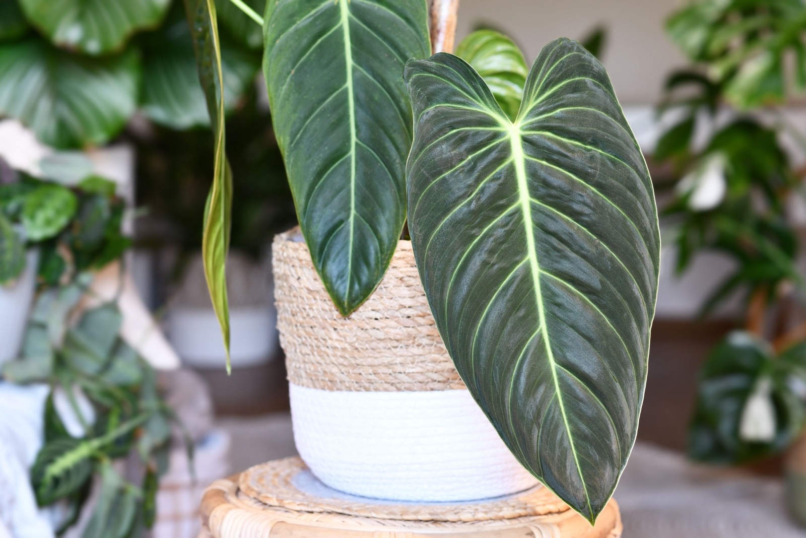 10 Rare Houseplants In Grandma’s Louisiana Home Worth A Fortune