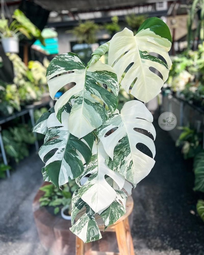 Variegated Monstera Deliciosa