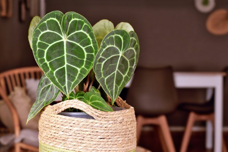 anthurium clarinervium houseplant