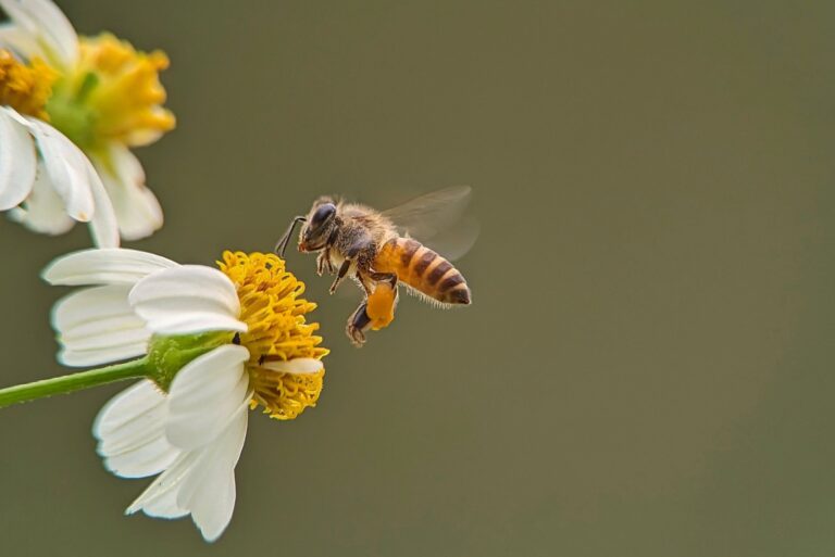 The image shows a bee on a flower