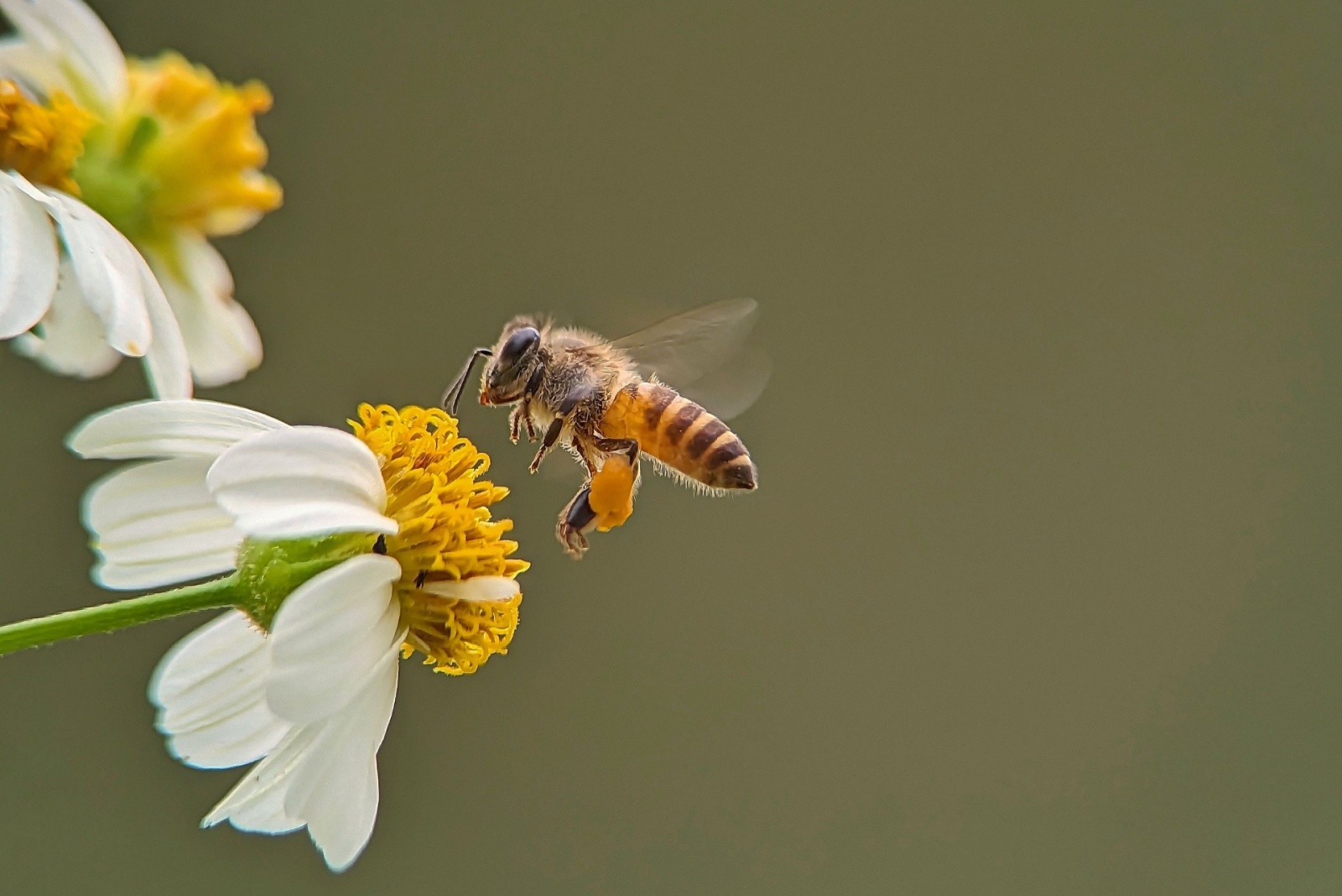 10 Reasons Bees Are Disappearing Across Colorado Gardens