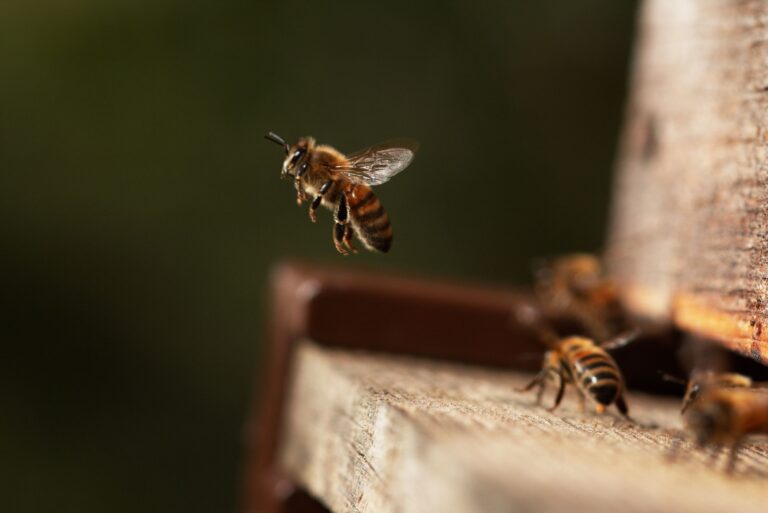 Bees Going To The Hive