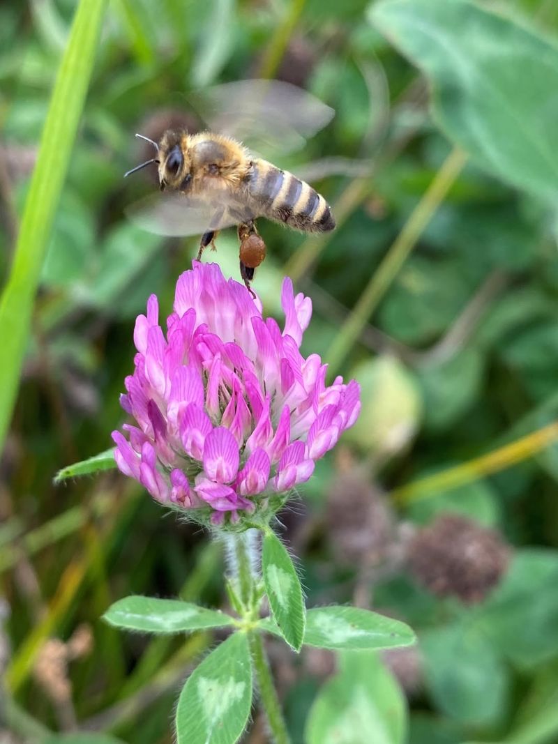 Pesticides And Chemical Sprays Harm Bee Health