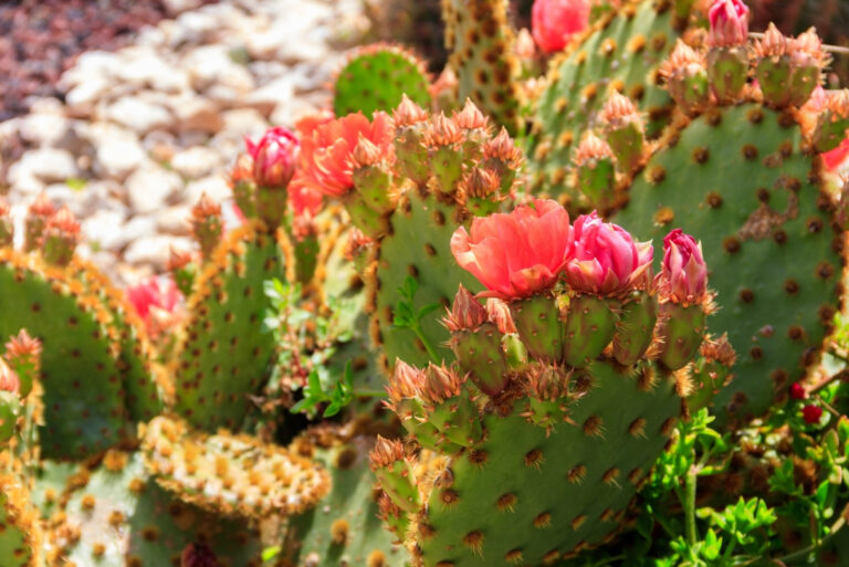 Succulents (featured image)