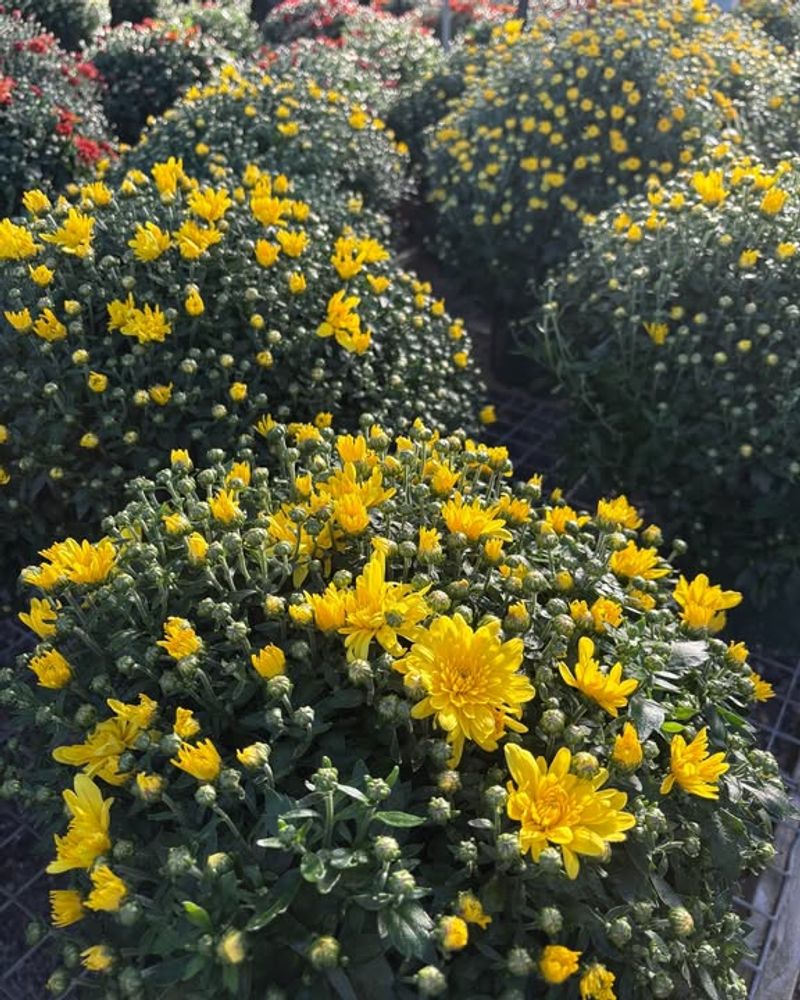 Mix Colorful Mums With Ornamental Grasses