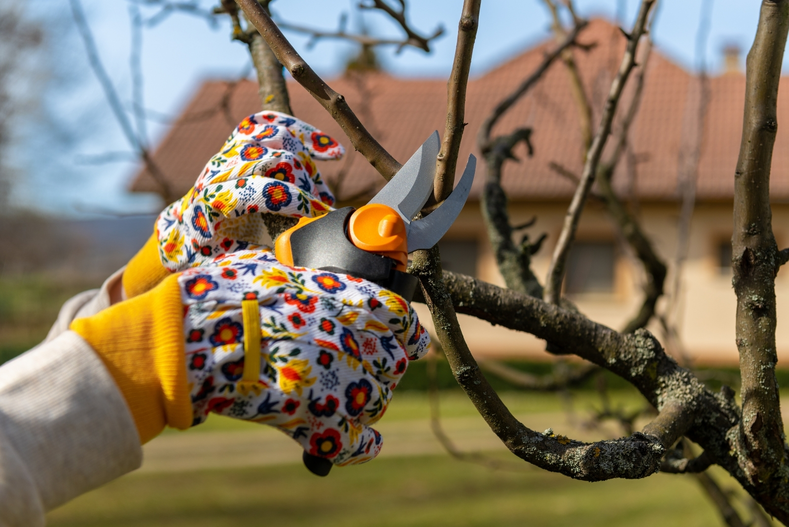 pruning trees (featured image)