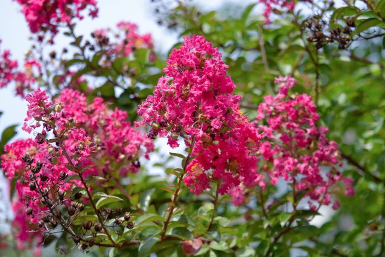 Crape myrtle flowers in full bloom