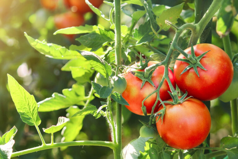 Tomatoes (featured image)