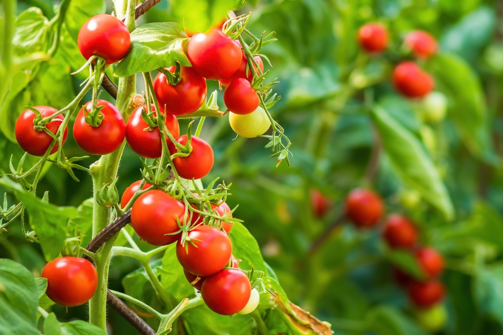 10 Spots You Should Avoid Planting Tomatoes In Michigan