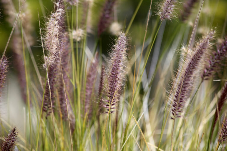 Ornamental Grasses (featured image)
