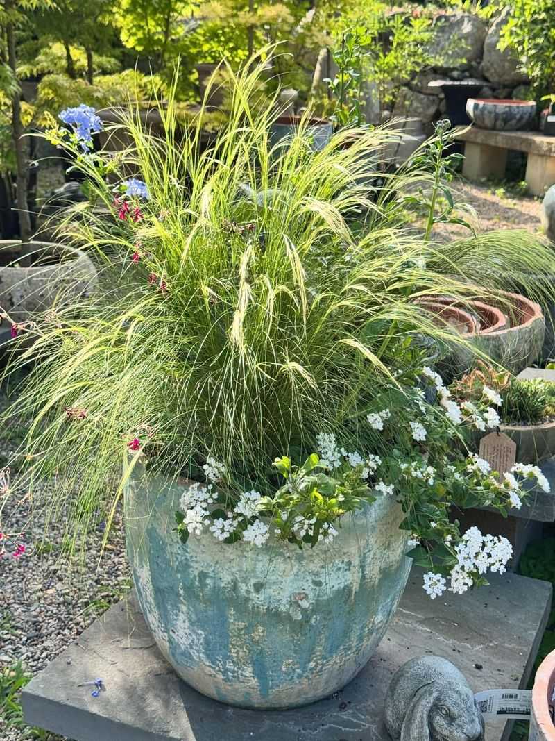 Mexican Feather Grass