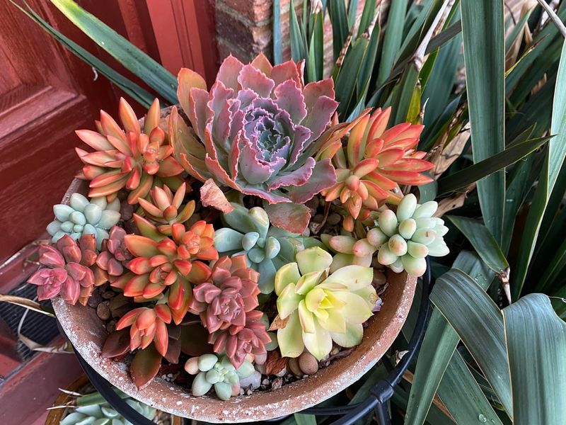 Sunset-Inspired Container Garden