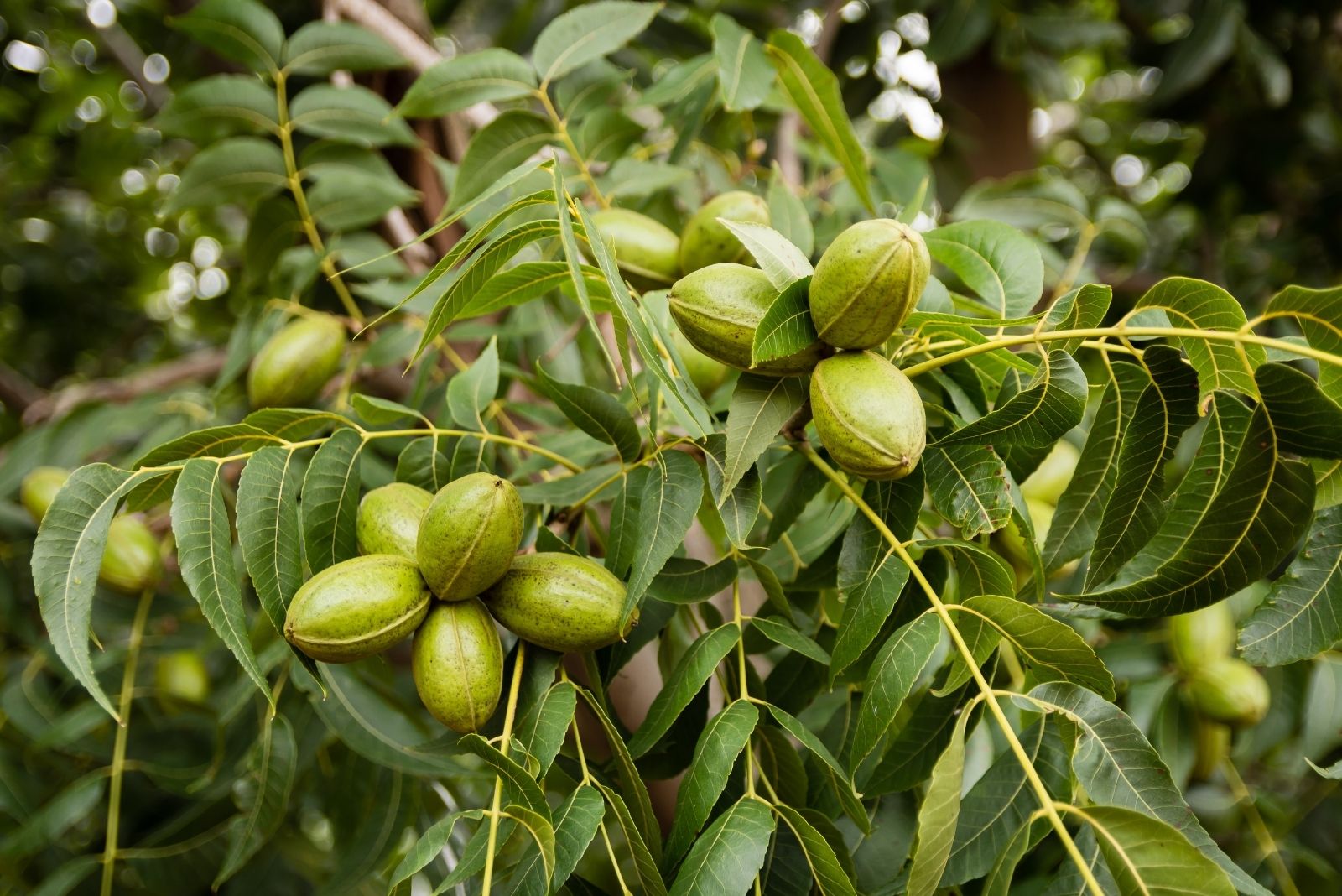 10 Texas Trees That Could Get You Fined If You Cut Them Down