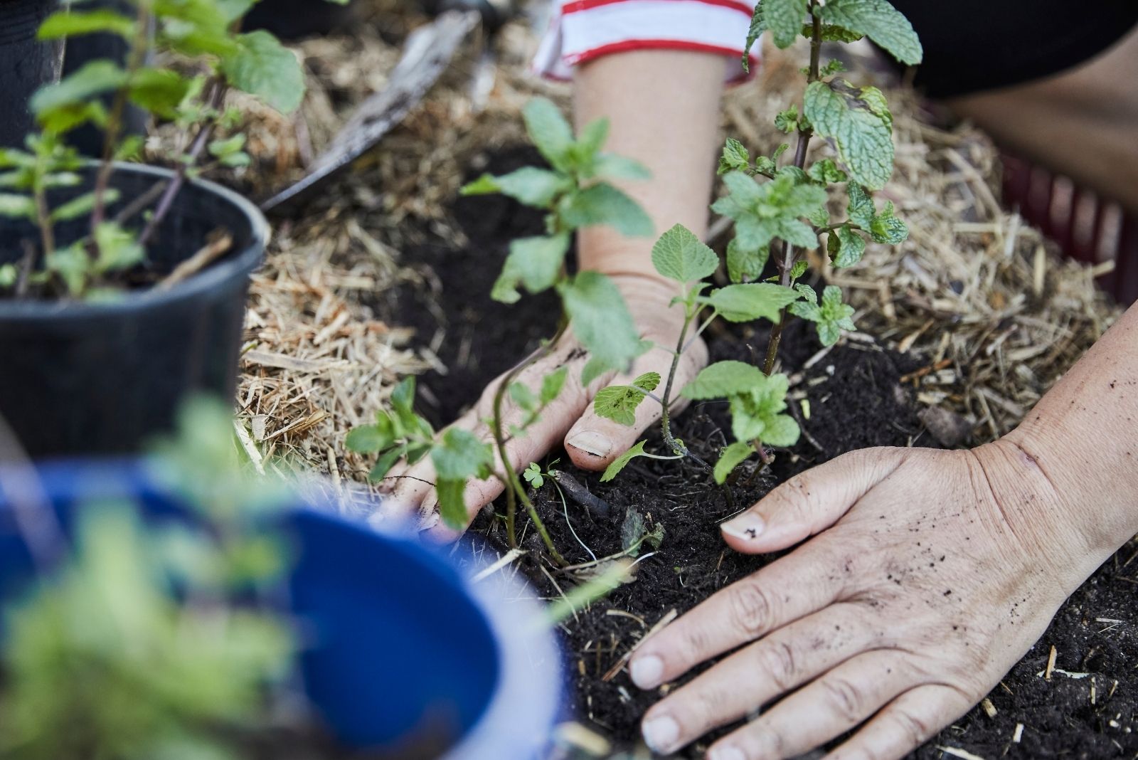 Community garden