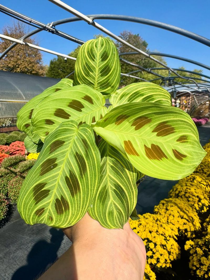 Endless Inspiration From Ohio's Native Plants