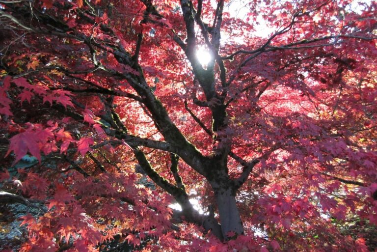 Red Maple Tree (Acer Rubrum)