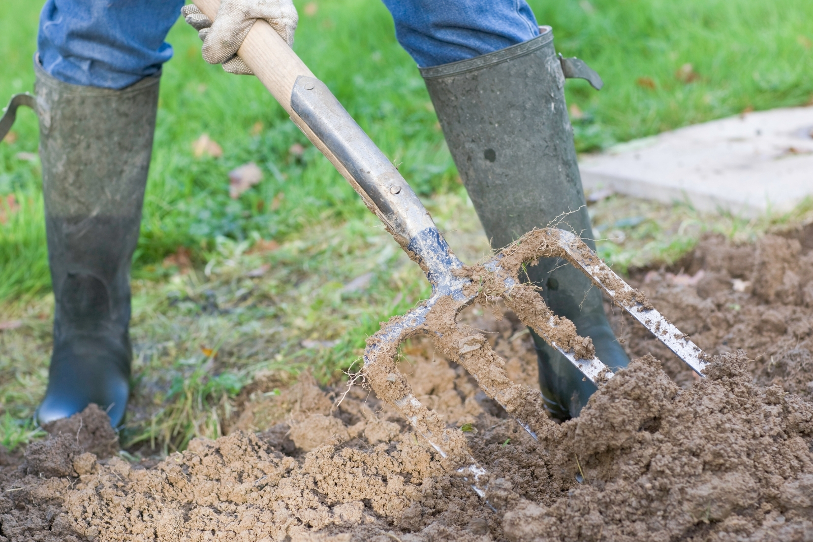 10 Tips For Fall Planting And Transplanting In Texas Gardens