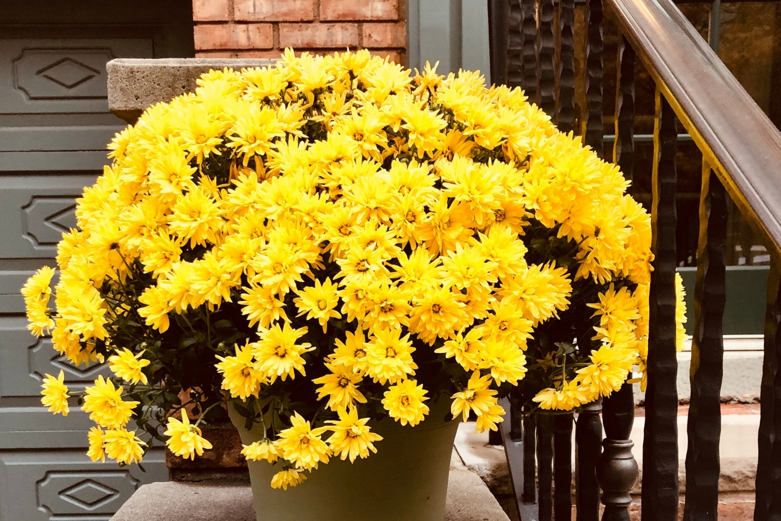 10 Tips To Make Mums Last All Fall In Wisconsin Without A Crispy Leaf