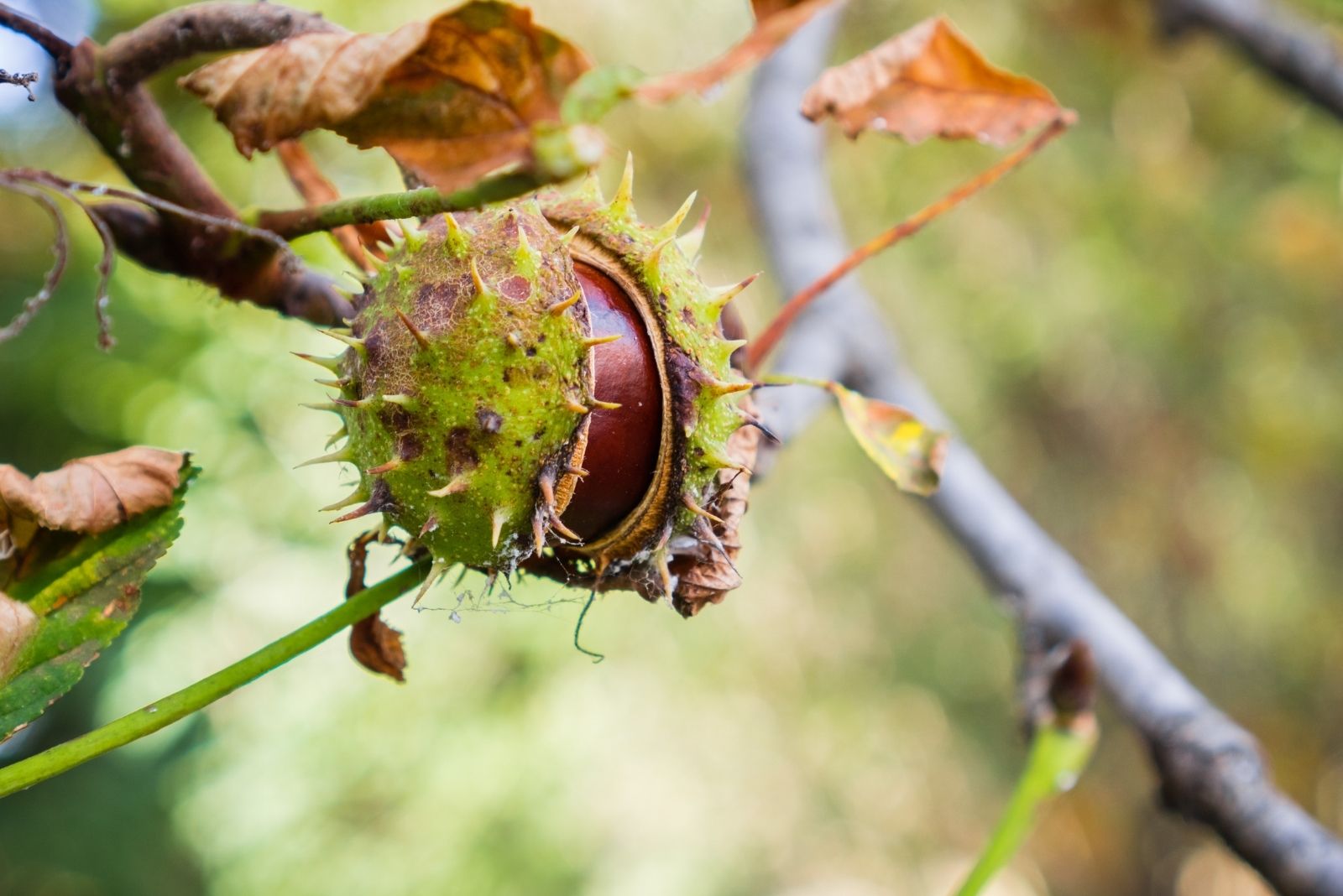 10 Toxic Trees Delaware Homeowners Should Avoid Planting In Their Yards