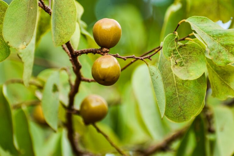 Manchineel fuit on tree branch