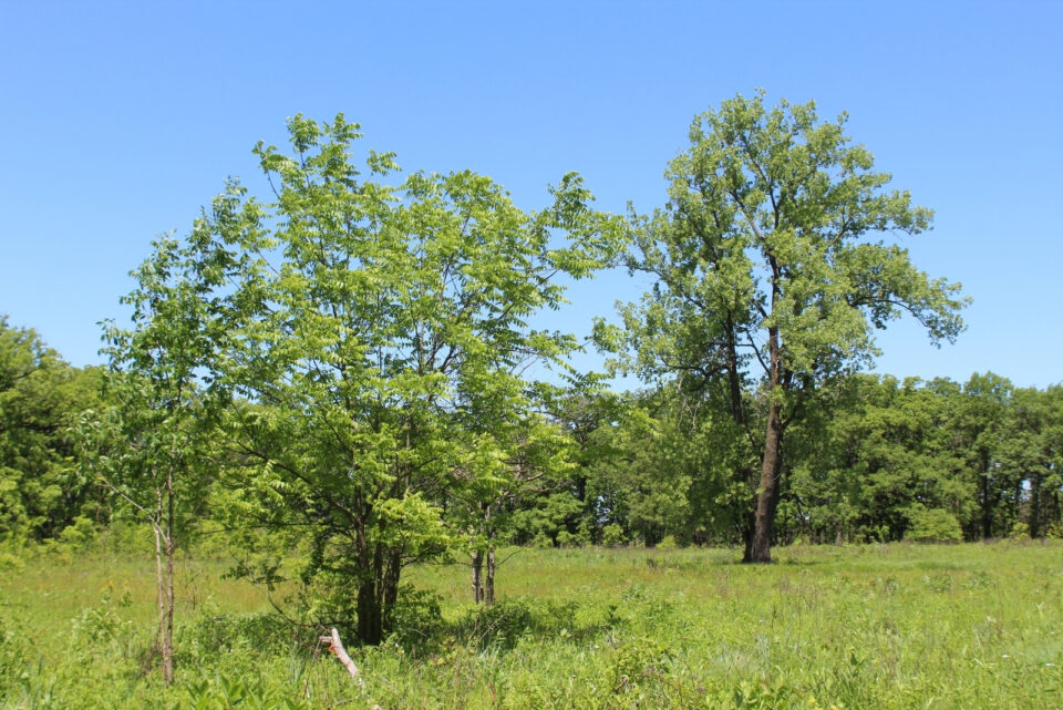 10 Toxic Trees That Don't Belong In Colorado Gardens