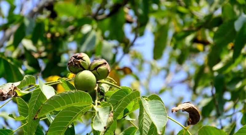 Black Walnut