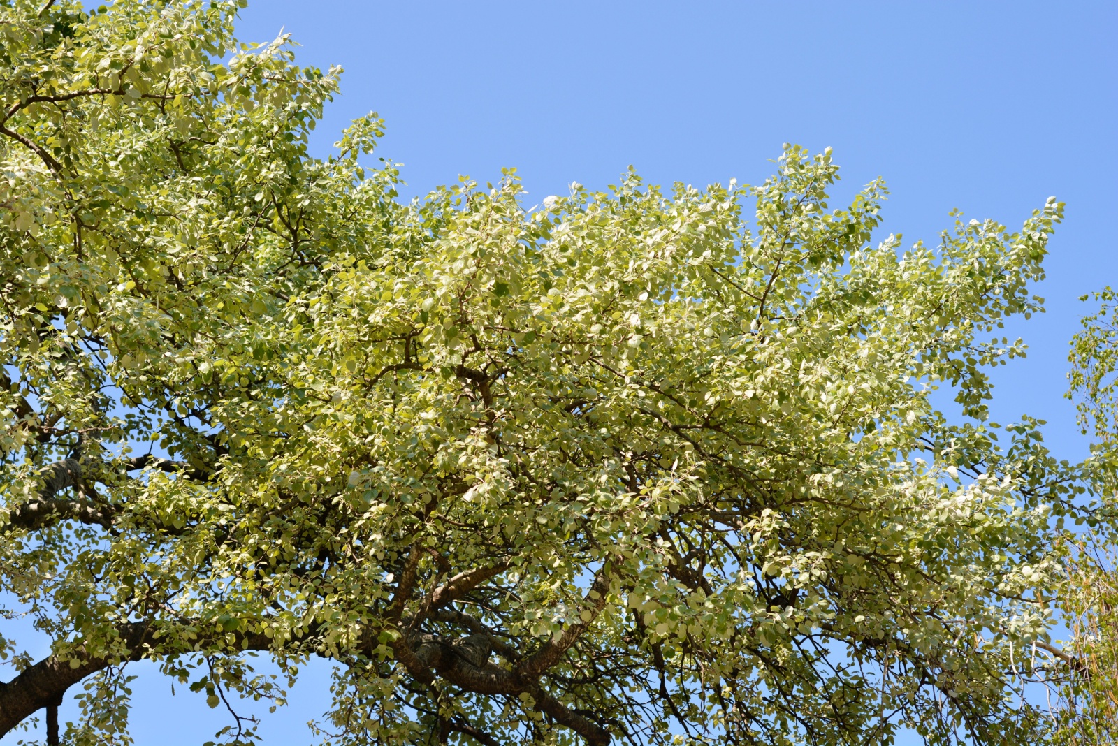 10 Trees Every Indiana Homeowner Should Stay Away From