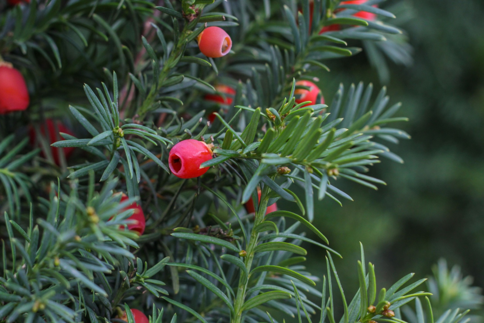 Red Western or Pacific yew berries