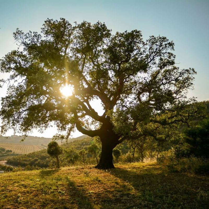 Oregon White Oak