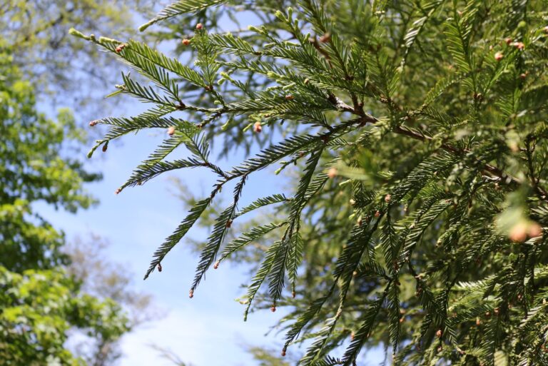 coast redwood tree canopy