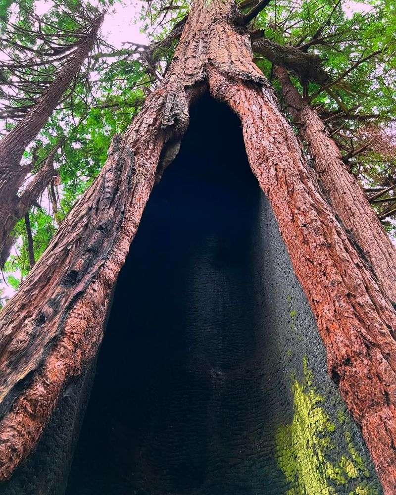 Coast Redwoods: Giants Under Protection