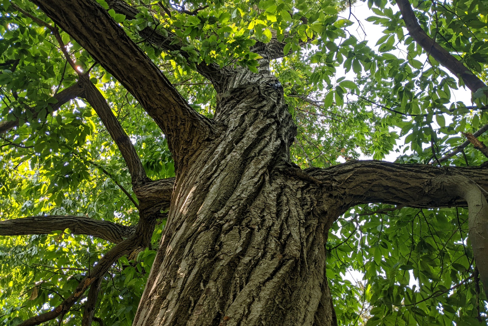 10 Trees You Shouldn’t Cut Down In Virginia Unless You Want A Fine
