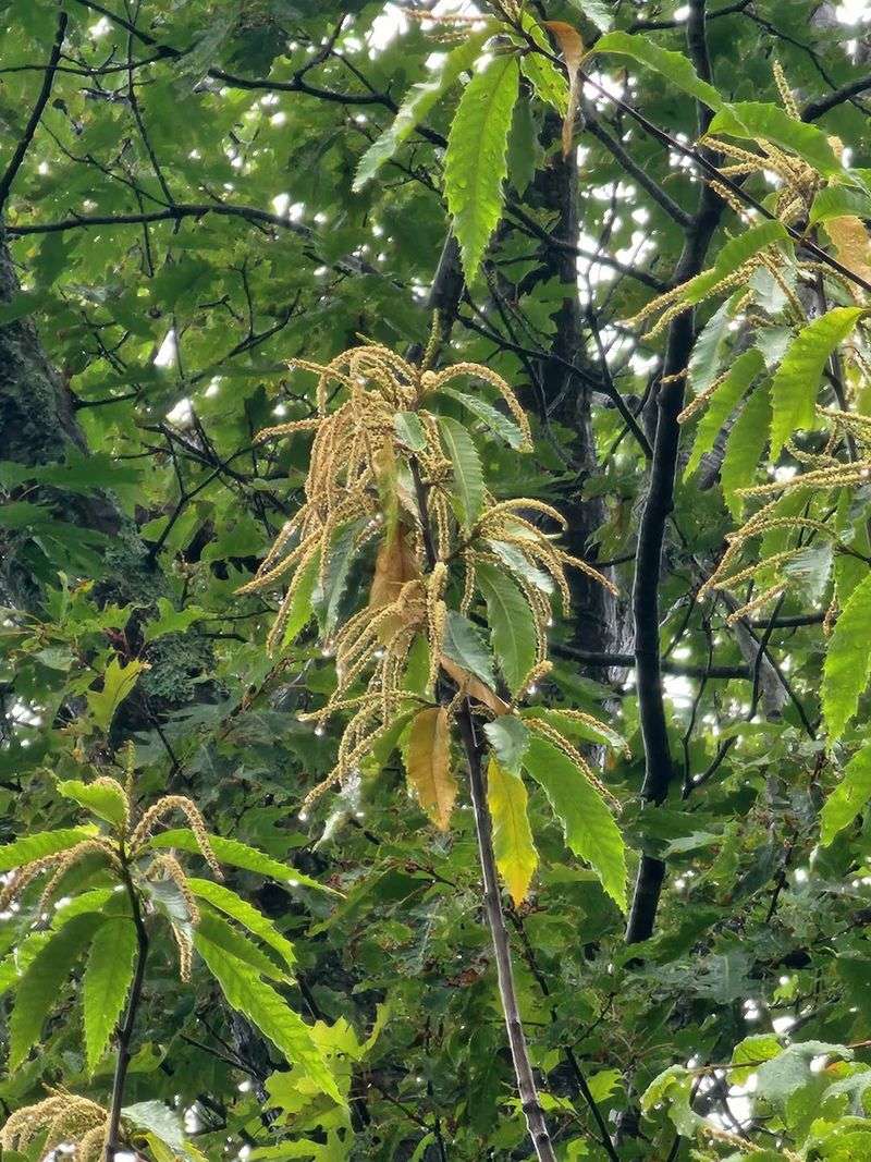 American Chestnut