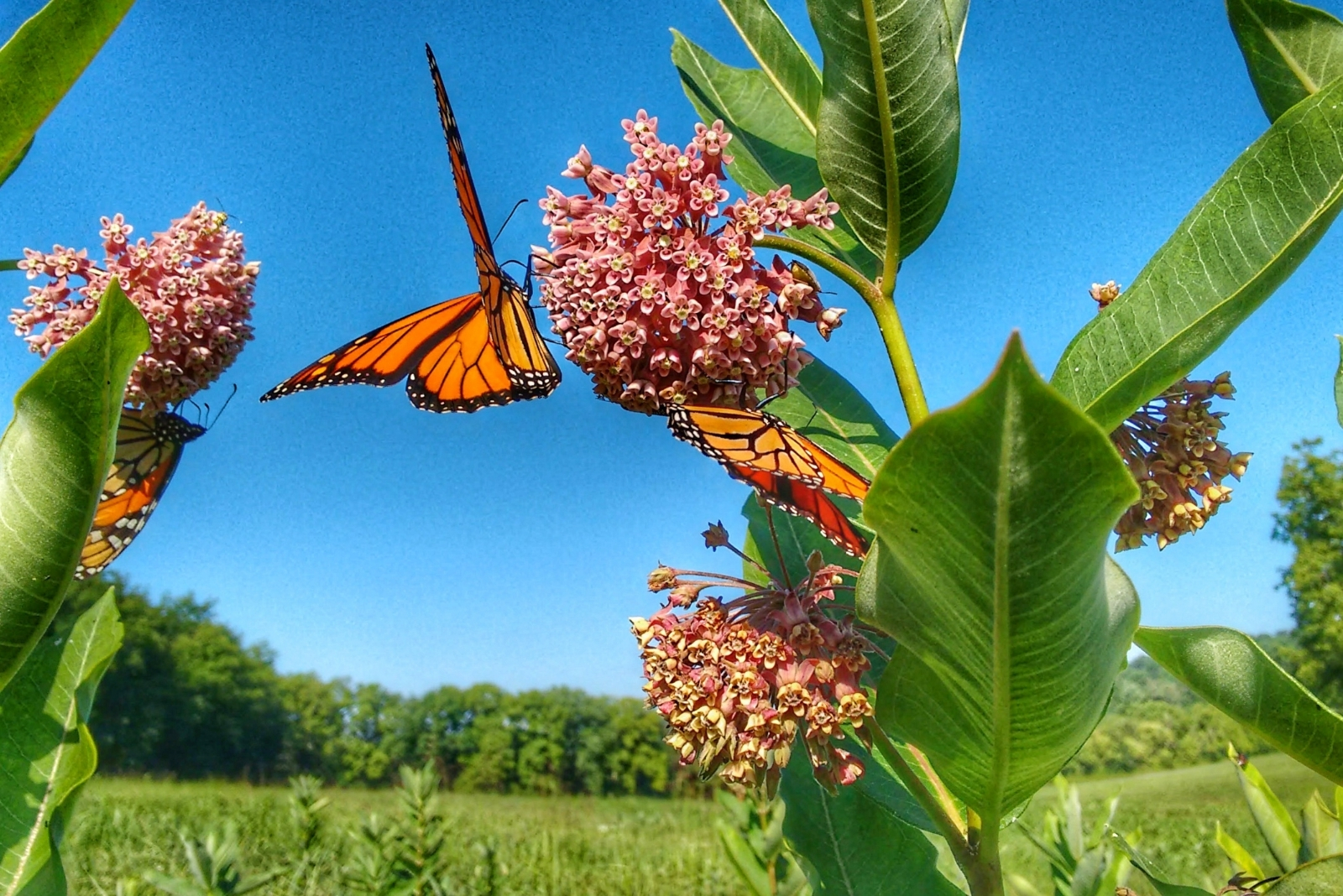 10 Types Of Milkweed That Attract Monarchs In California