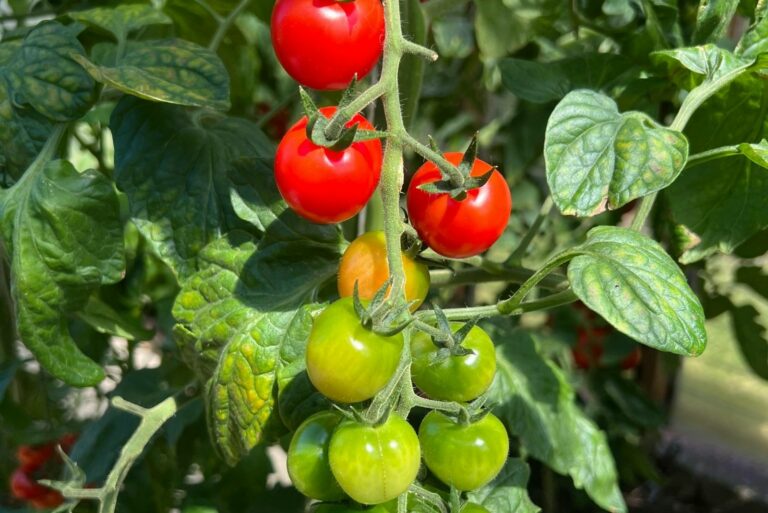 Vibrant Cherry Tomatoes Growing on Vine
