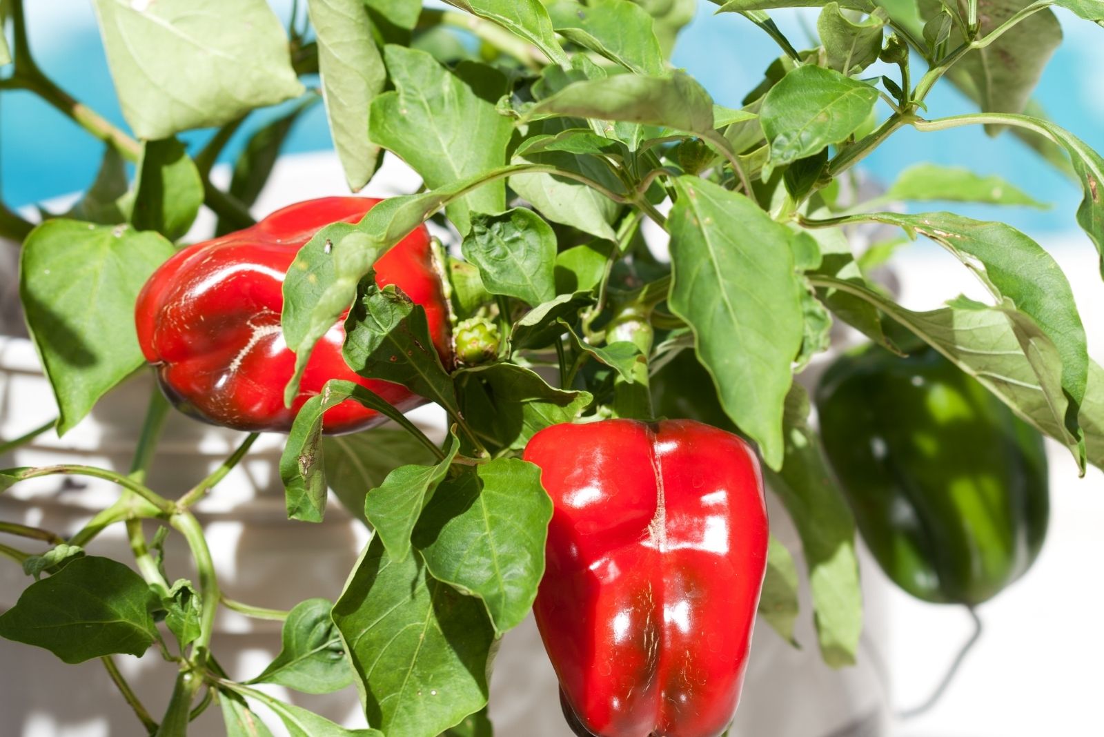 10 Vegetables Indiana Gardeners Can Grow In Buckets All Year Round