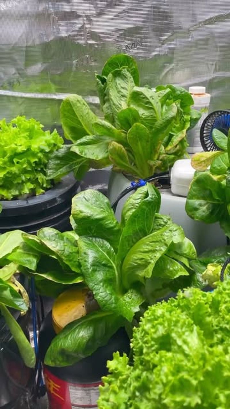 Lettuce