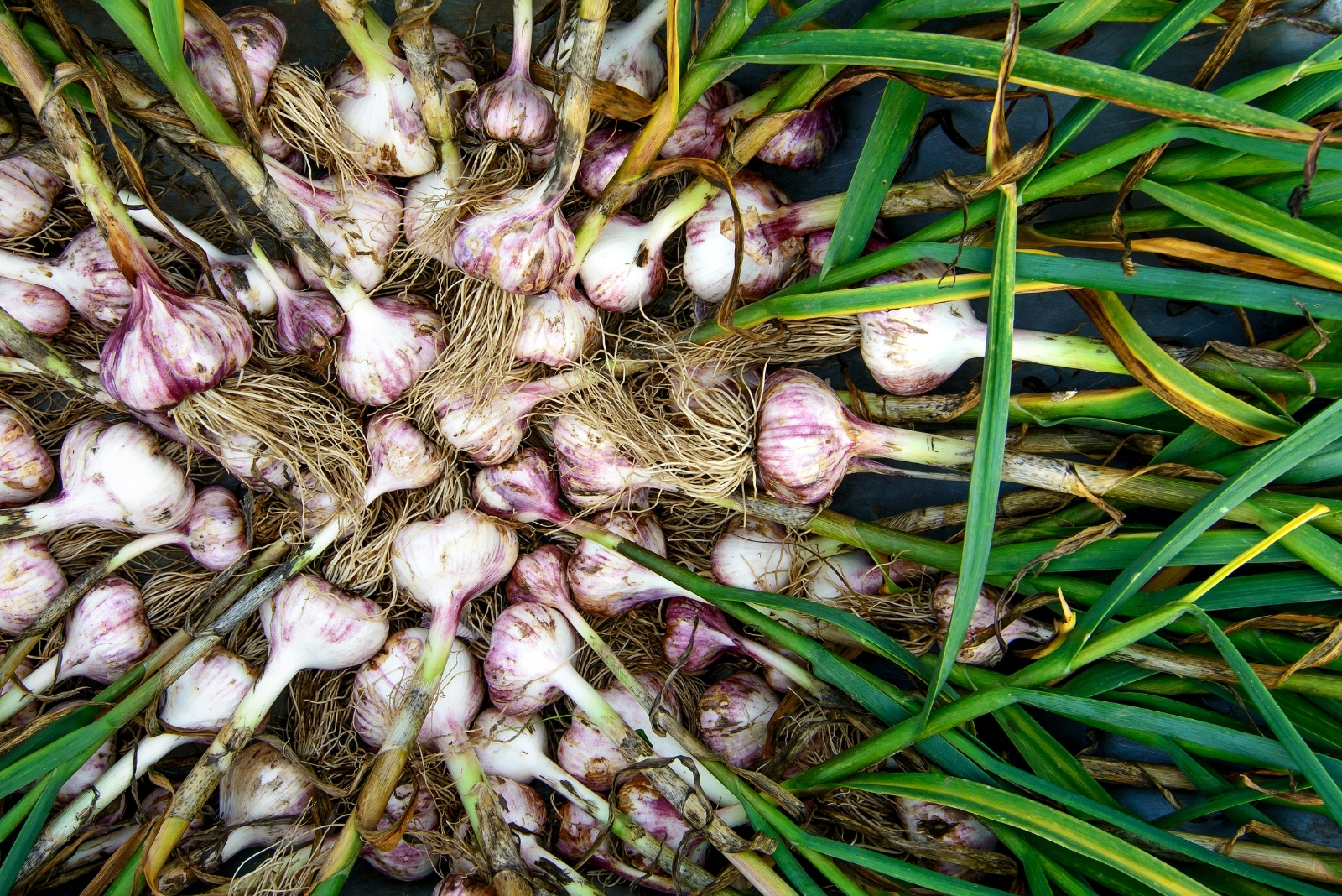 10 Vegetables Perfect For October Planting In Oregon