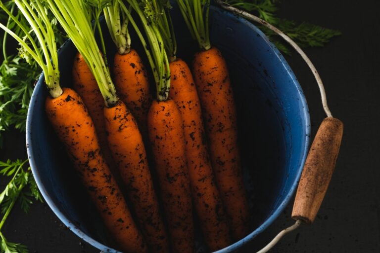 Homegrown carrots in a bucket