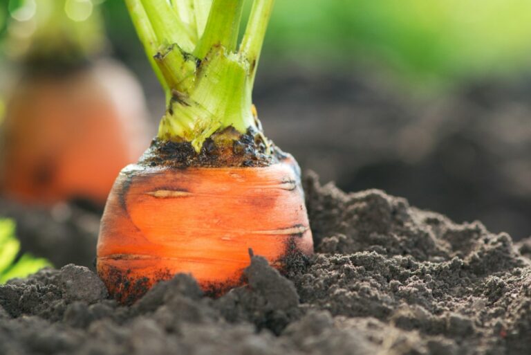 Organic Carrots. Carrot Growing Closeup