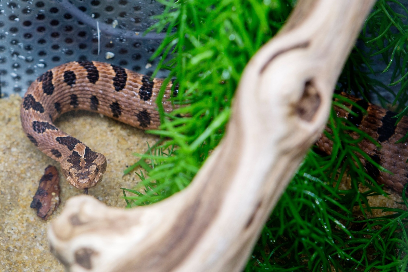 10 Venomous Creatures Found Across Louisiana You Should Know